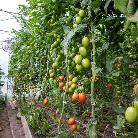 La Vieille Ferme, Ecogite Saint-Fulgence المظهر الخارجي الصورة