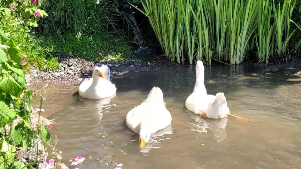 La Vieille Ferme, Ecogite Saint-Fulgence المظهر الخارجي الصورة