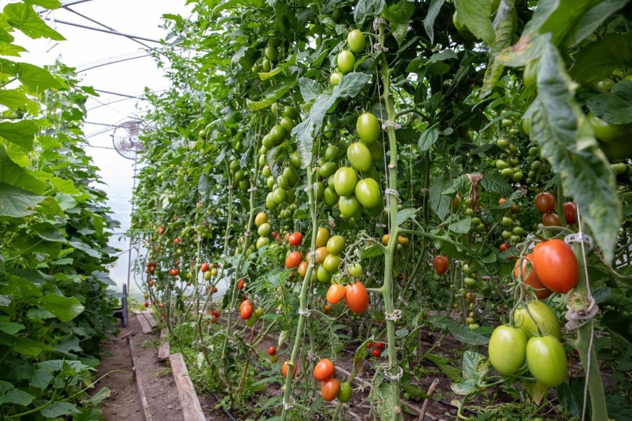 La Vieille Ferme, Ecogite Saint-Fulgence المظهر الخارجي الصورة