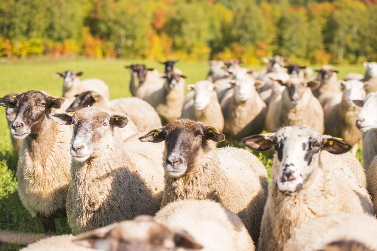 La Vieille Ferme, Ecogite Saint-Fulgence المظهر الخارجي الصورة