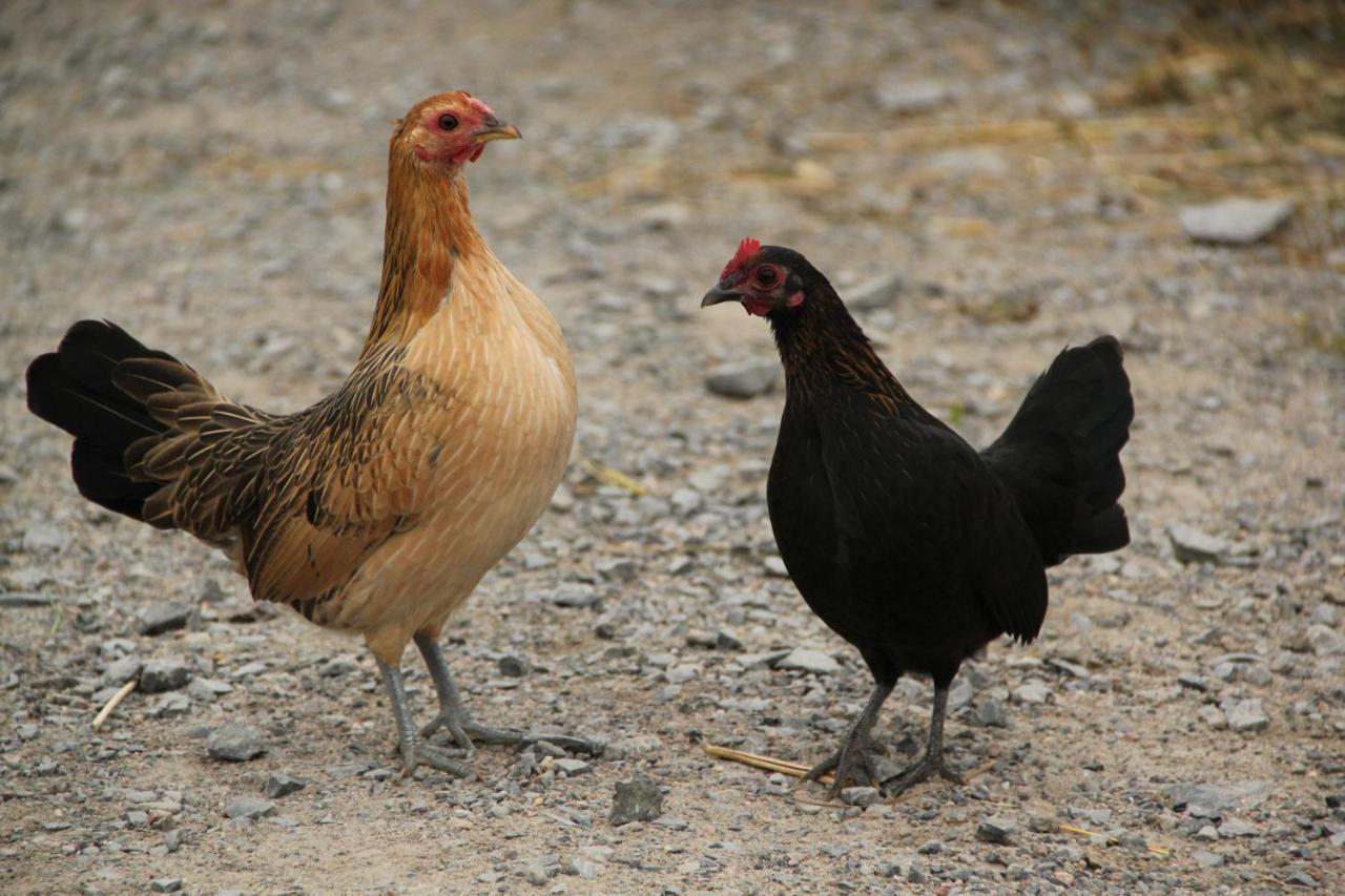 La Vieille Ferme, Ecogite Saint-Fulgence المظهر الخارجي الصورة