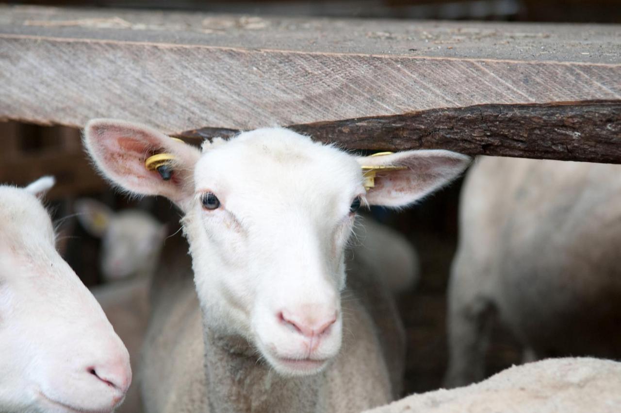 La Vieille Ferme, Ecogite Saint-Fulgence المظهر الخارجي الصورة